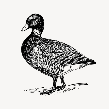 Brant, goose clipart, vintage bird | Free Vector - rawpixel Brant, goose clipart, vintage bird | Free Vector - rawpixel
