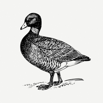 Brant, goose drawing, bird vintage | Free PSD - rawpixel Brant, goose drawing, bird vintage | Free PSD - rawpixel