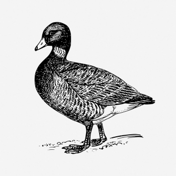 Brant, goose drawing, vintage bird | Free Photo - rawpixel Brant, goose drawing, vintage bird | Free Photo - rawpixel