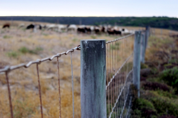 Brass Frame Fence Brass Frame Fence