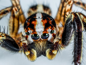 Brazilian Wandering Spider Brazilian Wandering Spider