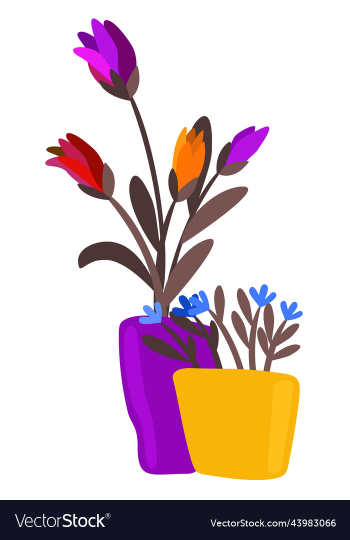 bright flowers in pots isolated bright flowers in pots isolated