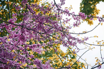Bright Fuschia Spring Blossoms Bright Fuschia Spring Blossoms