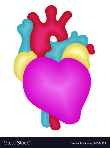 bright isolated of anatomical heart bright isolated of anatomical heart
