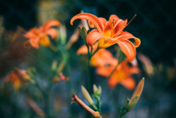 Bright Orange Flower in Bloom Bright Orange Flower in Bloom