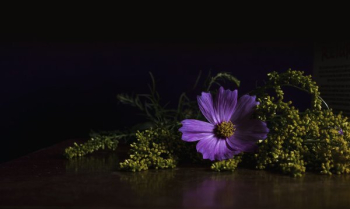 Bright Purple Flower Bright Purple Flower