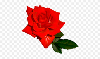 Bright Red Rose 03 - Bright Red Rose Transparent Bright Red Rose 03 - Bright Red Rose Transparent