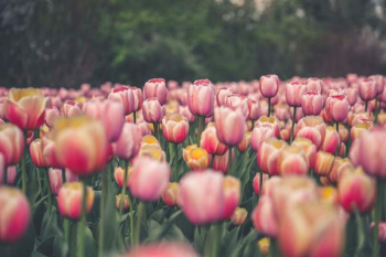 Bright Tulips In Bloom Bright Tulips In Bloom