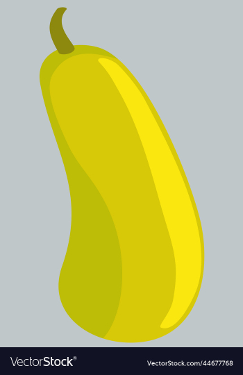 bright yellow plant of zucchini bright yellow plant of zucchini