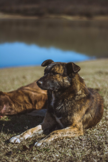 Brindle Dog Brindle Dog