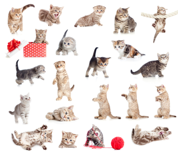 British baby cats collection isolated on white