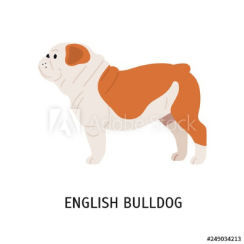 British or English Bulldog British or English Bulldog