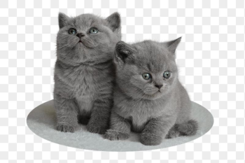 British short hair png kittens | Free PNG - rawpixel British short hair png kittens | Free PNG - rawpixel