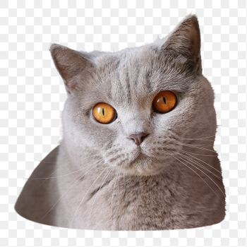 British shorthair cat png sticker, | Free PNG - rawpixel British shorthair cat png sticker, | Free PNG - rawpixel