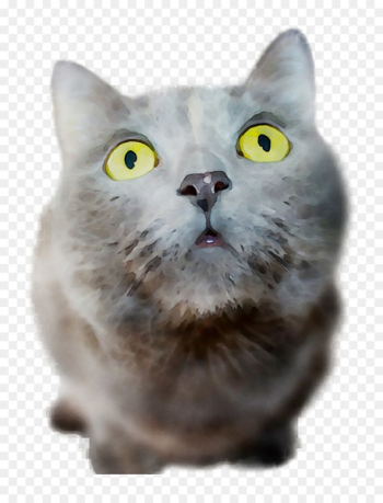 British Shorthair, Chartreux, American Shorthair, Cat, Vertebrate PNG