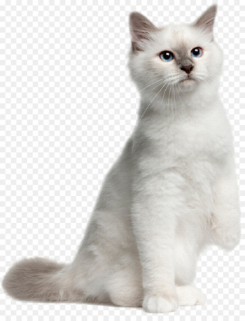 British Shorthair Dog Kitten Ragdoll Ocicat - dog British Shorthair Dog Kitten Ragdoll Ocicat - dog