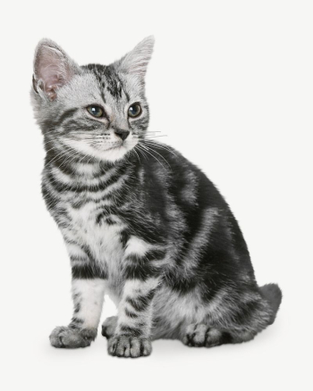 British shorthair kitten collage element | Free PSD - rawpixel British shorthair kitten collage element | Free PSD - rawpixel