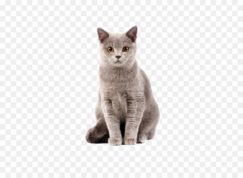 British Shorthair Kitten Dog–cat relationship Cat food - Cat British Shorthair Kitten Dog–cat relationship Cat food - Cat