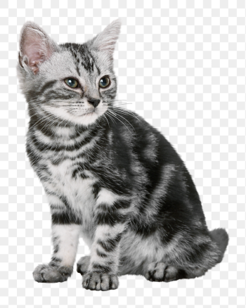 British shorthair kitten png sticker, | Free PNG - rawpixel British shorthair kitten png sticker, | Free PNG - rawpixel
