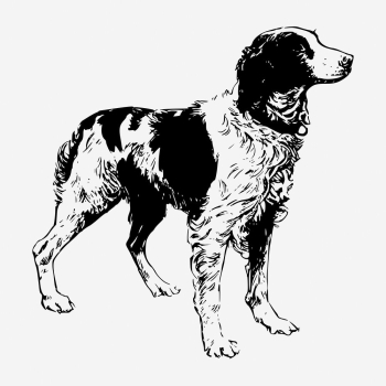 Brittany Spaniel dog hand drawn | Free Photo - rawpixel Brittany Spaniel dog hand drawn | Free Photo - rawpixel
