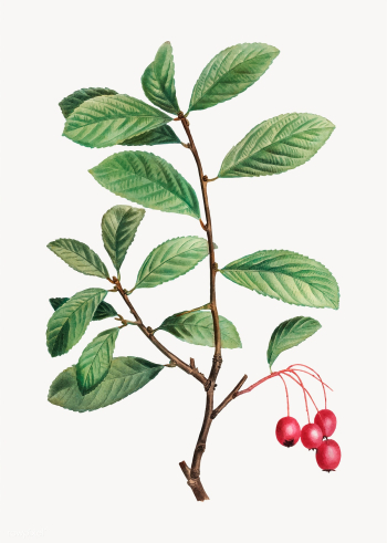 Broad-leaved cockspur thorn | Free stock vector - 568638 Broad-leaved cockspur thorn | Free stock vector - 568638