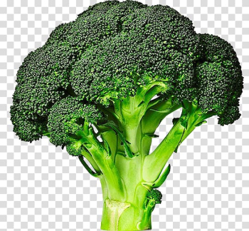 Broccolini Cabbage Vegetable Broccoli sprouts, green vegetables transparent background PNG clipart