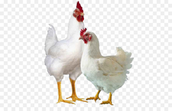 Broiler Chicken Poultry farming Cornish game hen - chicken Broiler Chicken Poultry farming Cornish game hen - chicken