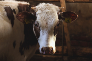 Brown & white cow Brown & white cow