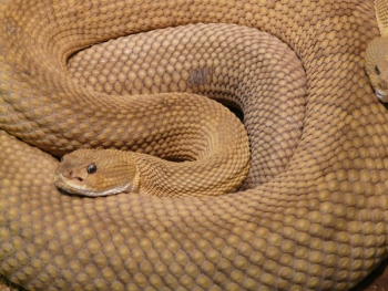 Brown 2 Snake Brown 2 Snake