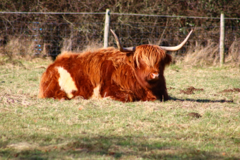 Brown 4-legged Animal Brown 4-legged Animal
