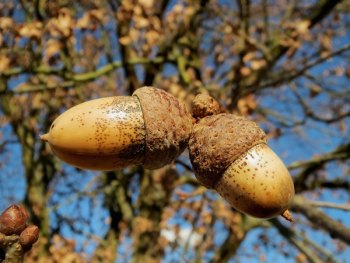 Brown Acorn Brown Acorn