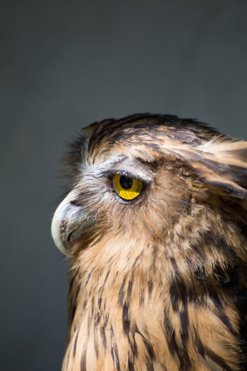 brown American bald eagle photo brown American bald eagle photo