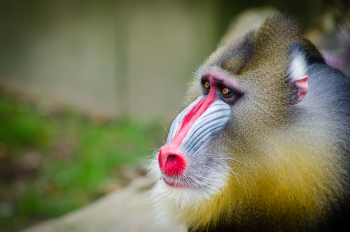 Brown and Beige Baboon Brown and Beige Baboon