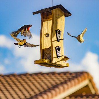 Brown and Beige Finch Birds Surround Bird House Brown and Beige Finch Birds Surround Bird House