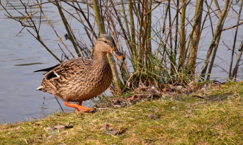 Brown and Beige Mallard Duck Near Body of Water Brown and Beige Mallard Duck Near Body of Water