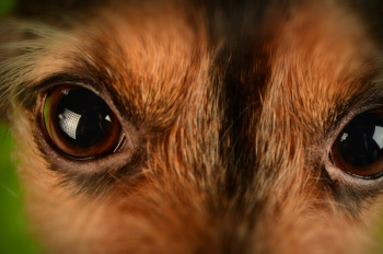 Brown and Black Animal Eyes Brown and Black Animal Eyes