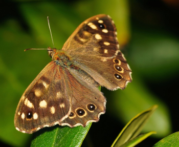 Brown and Black Butterfly Brown and Black Butterfly