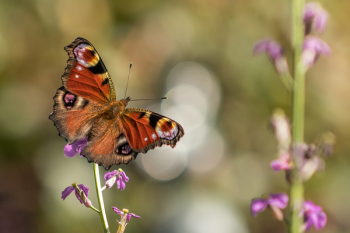 Brown and Black Butterfly Brown and Black Butterfly