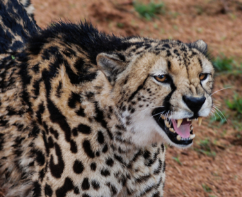 Brown and Black Cheetah Brown and Black Cheetah