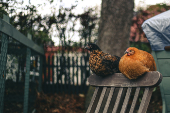 Brown and Black Chickens Brown and Black Chickens