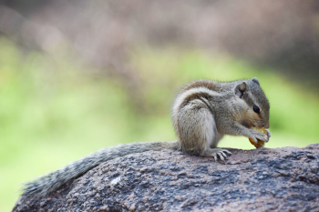 Brown and Black Chipmunk on Rock Eating