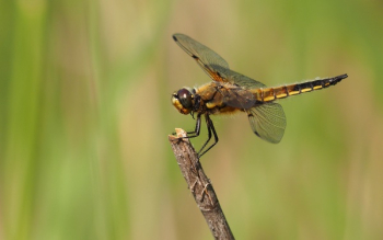 Brown and Black Dragon Fly