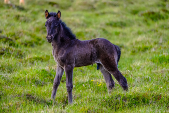 Brown and Black Horse Brown and Black Horse