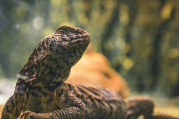 Brown and Black Iguana Brown and Black Iguana