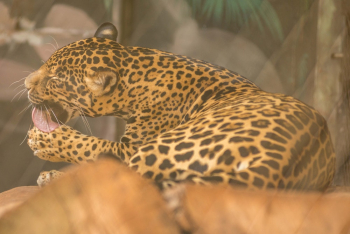 Brown and Black Leopard Brown and Black Leopard