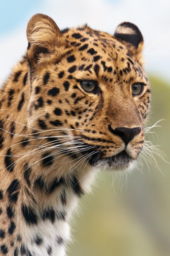Brown and Black Leopard Animal Brown and Black Leopard Animal