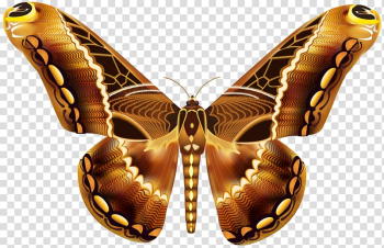 Brown and black moth illustration, Butterfly Brown Greta oto , Beautiful Brown Butterfly transparent background PNG clipart
