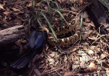 Brown and Black Python on Ground Brown and Black Python on Ground