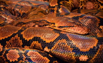 Brown and Black Snake Brown and Black Snake
