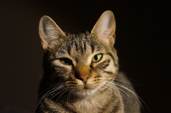 Brown and Black Tabby Cat Brown and Black Tabby Cat